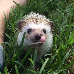 Meet your Posher, Ryn